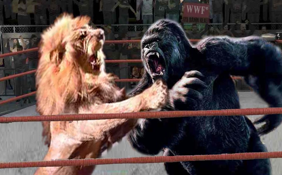 gorilla fight lion
